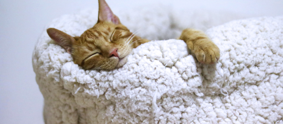 Build it Hermanus DIY Cat Bed